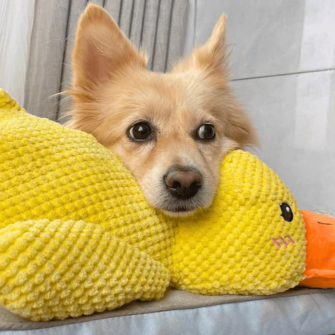 Hund mit gelbem Plüsch-Entenspielzeug, beruhigend, kuschelig, Haustierbedarf, WowPetSmart.