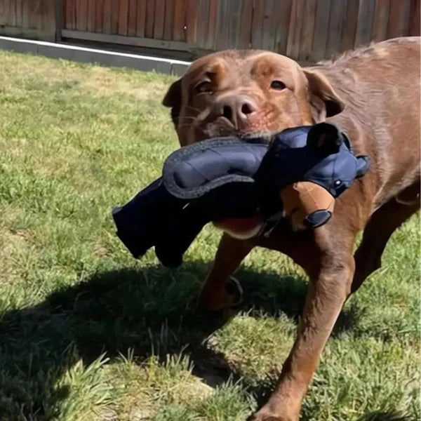 Brauner Hund im Garten trägt schwarzen Schuh im Maul. Haustier, Hundespielzeug, Outdoor-Aktivität, verspielter Hund, Sommer.
