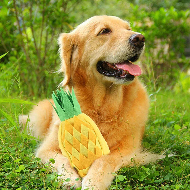 Goldener Retriever mit Ananas-Spielzeug im Freien. Hundespielzeug, Haustierbedarf, Sommer, Garten, fröhlicher Hund, Plüschananas, Tierzubehör.
