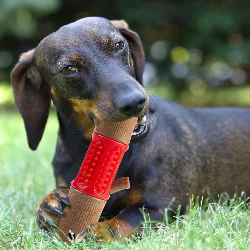 Dackel kaut auf einem roten Hundekauspielzeug im Gras. Perfekt für Zahnpflege und Spielspaß. Ideal für kleine bis mittelgroße Hunde.