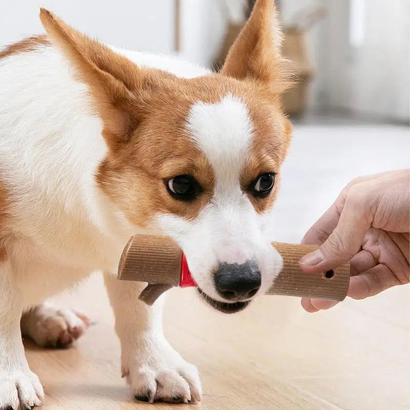 Corgi-Welpe kaut auf einem robusten Hundespielzeug aus Holz. Perfekt für Zahnpflege und Spielspaß. Ideal für aktive Hunde.