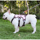 Französische Bulldogge mit rosa Hundegeschirr auf grünem Rasen. Bequemes, verstellbares Geschirr für kleine Hunde. Ideal für Spaziergänge.