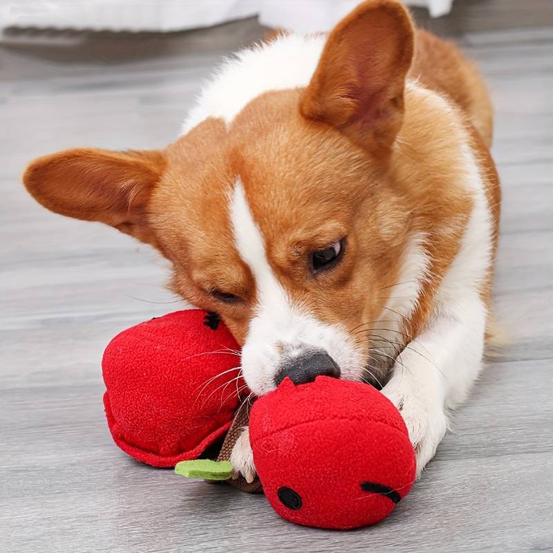 Corgi-Welpe spielt mit rotem Plüschspielzeug auf Holzboden. Niedlicher Hund, Haustier, Spielzeug, Corgi, Plüsch, Welpe, Spielen, Innenraum.