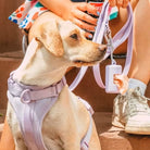 Hund mit lila Geschirr und Leine, sitzt neben Person mit Getränk. Perfekt für Spaziergänge, Haustierbedarf, Hundezubehör, Outdoor-Aktivitäten.