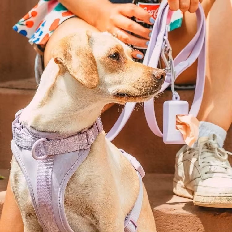 Hund mit lila Geschirr und Leine, sitzt neben Person mit Getränk. Perfekt für Spaziergänge, Haustierbedarf, Hundezubehör, Outdoor-Aktivitäten.