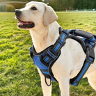 Labrador Retriever mit blauem Hundegeschirr im Park. Perfektes Hundezubehör für Spaziergänge. Hochwertiges, bequemes Design für aktive Hunde.