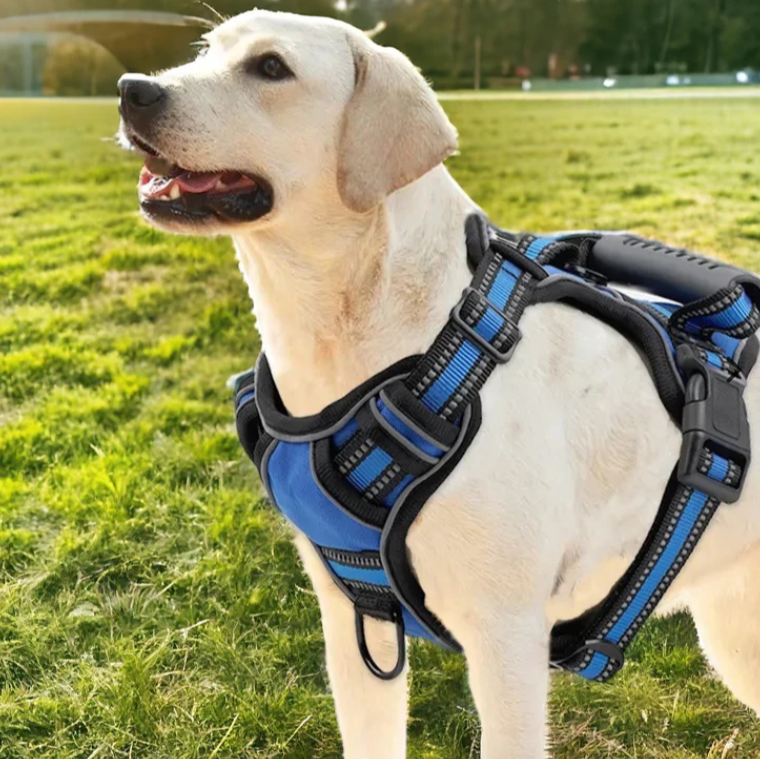 Labrador Retriever mit blauem Hundegeschirr im Park. Perfektes Hundezubehör für Spaziergänge. Hochwertiges, bequemes Design für aktive Hunde.
