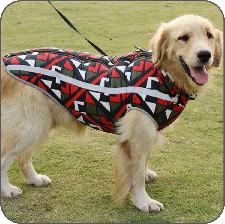 Goldener Retriever mit buntem Hundemantel, geometrisches Muster, Outdoor-Hundebekleidung, stilvoller Hundemantel, Herbstmode für Hunde.