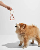 Pomeranian spielt mit rosa Kauspielzeug aus Seil. Niedlicher Hund, Haustierbedarf, interaktives Spielzeug, Hundetraining, Tierzubehör.