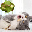 Graue Katze spielt mit Katzenminze-Spielzeug, zeigt Freude und Entspannung. Perfektes Geschenk für Katzenliebhaber. Haustierbedarf, Katzenspielzeug.