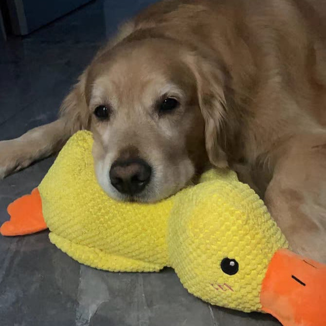 Golden Retriever mit gelbem Plüsch-Entenspielzeug, Hundespielzeug, kuschelig, niedlich, Haustierbedarf.